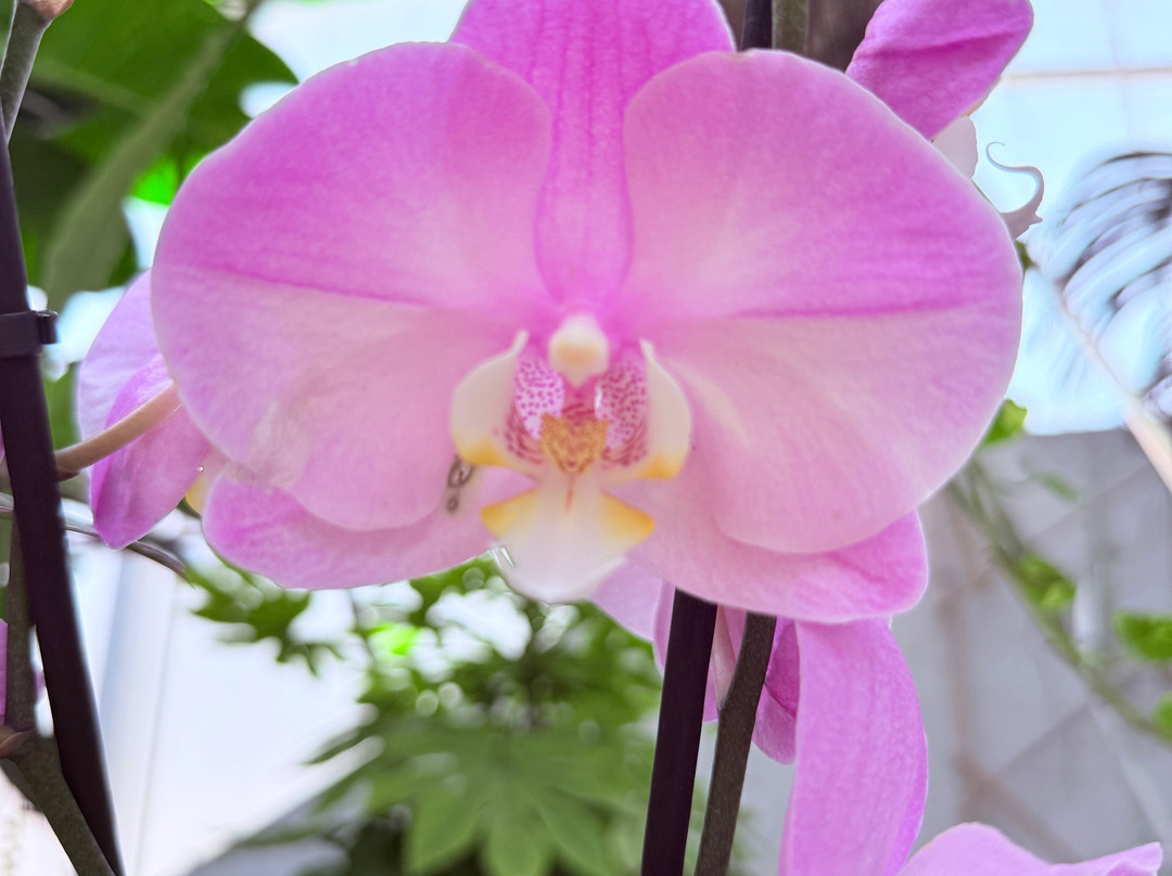 Orquidario de Estepona-埃斯特波纳必去景点