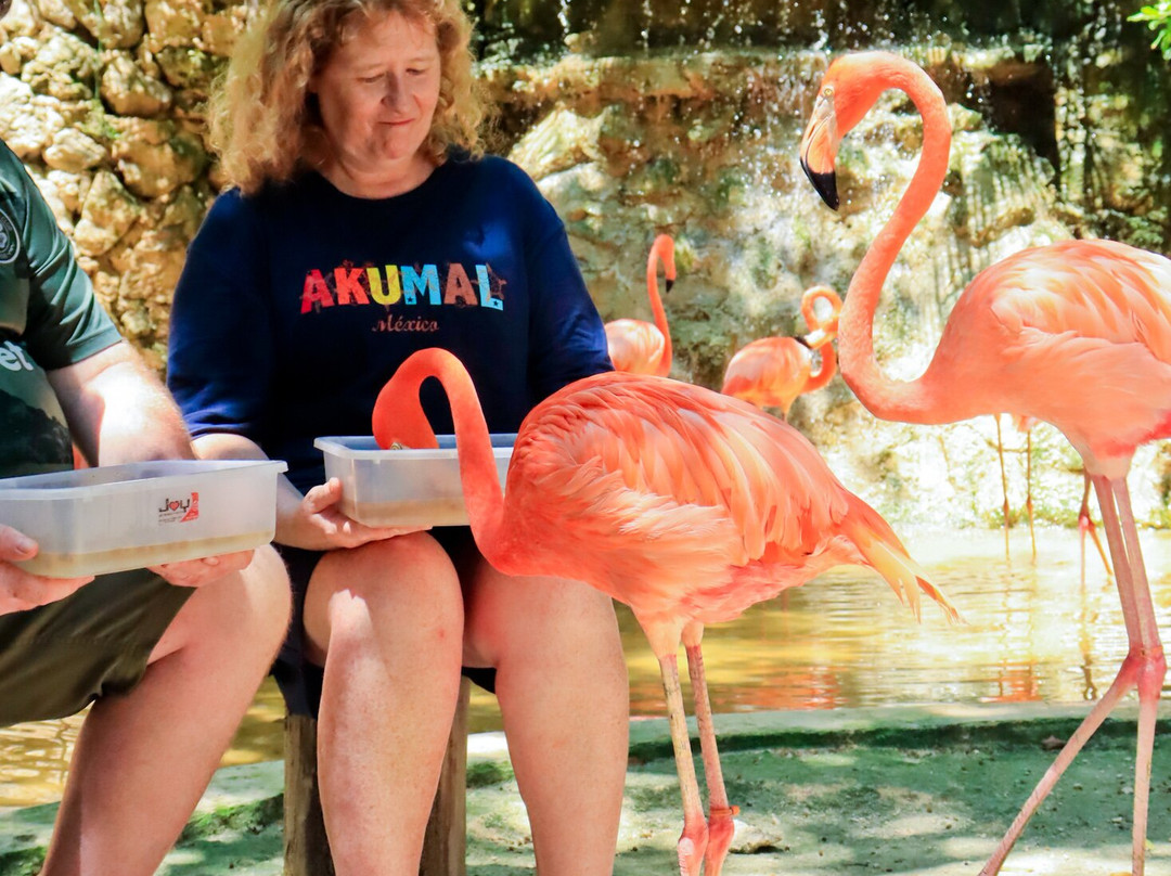 Akumal Monkey Sanctuary & Rescued Animals-艾库玛尔必去景点
