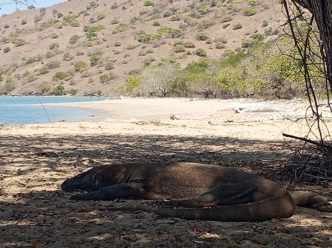 Komodo Island-科莫多国家公园必去景点
