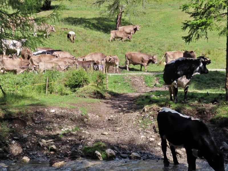 Passeggiata da Pescul al Rifugio Aquileia-Pescul必去景点