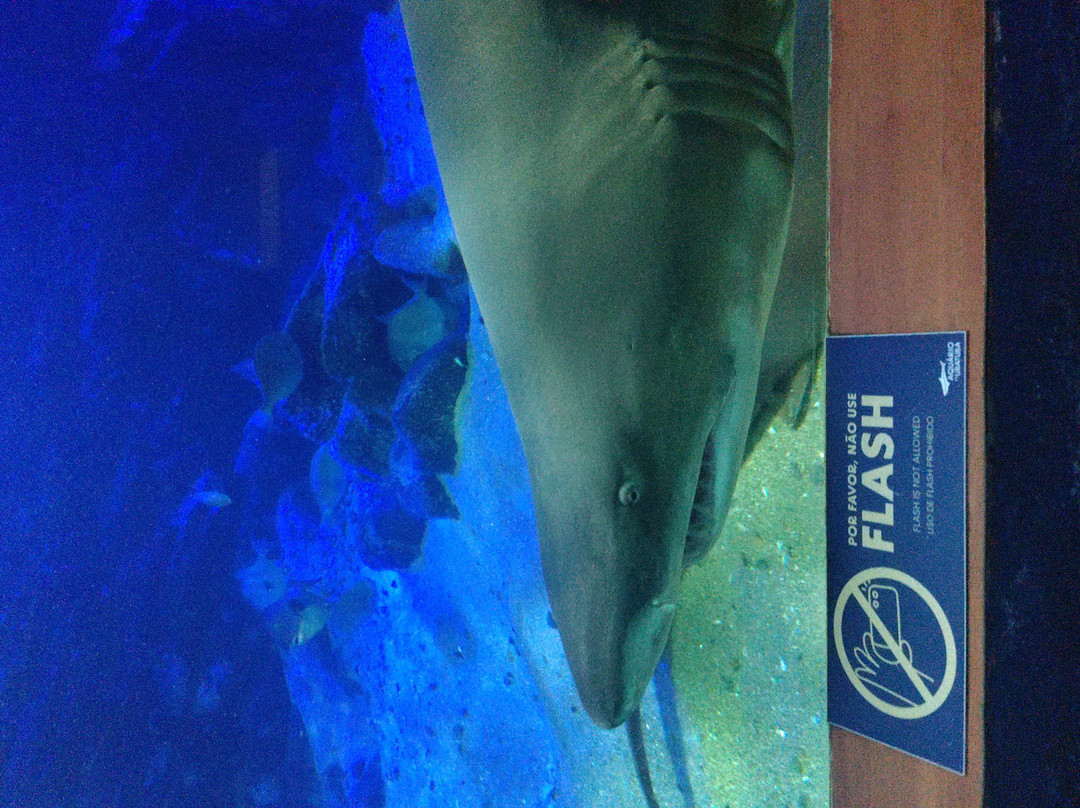 Ubatuba Aquarium-乌巴图巴必去景点
