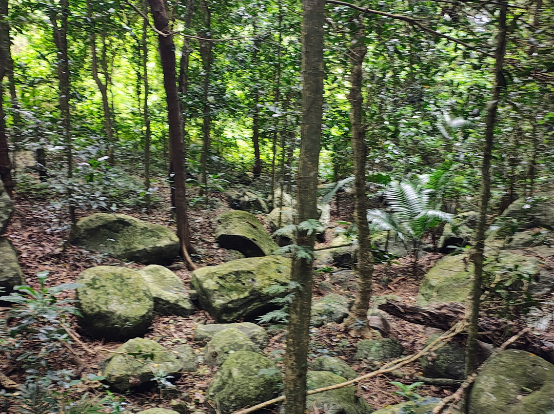 Norfolk Island National Park & Botanic Garden-诺福克岛必去景点