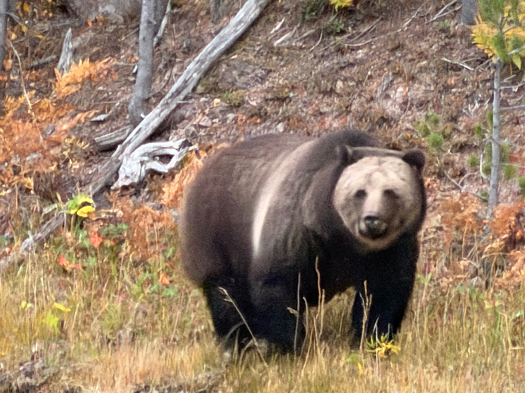 Yellowstone National Park-黄石国家公园必去景点