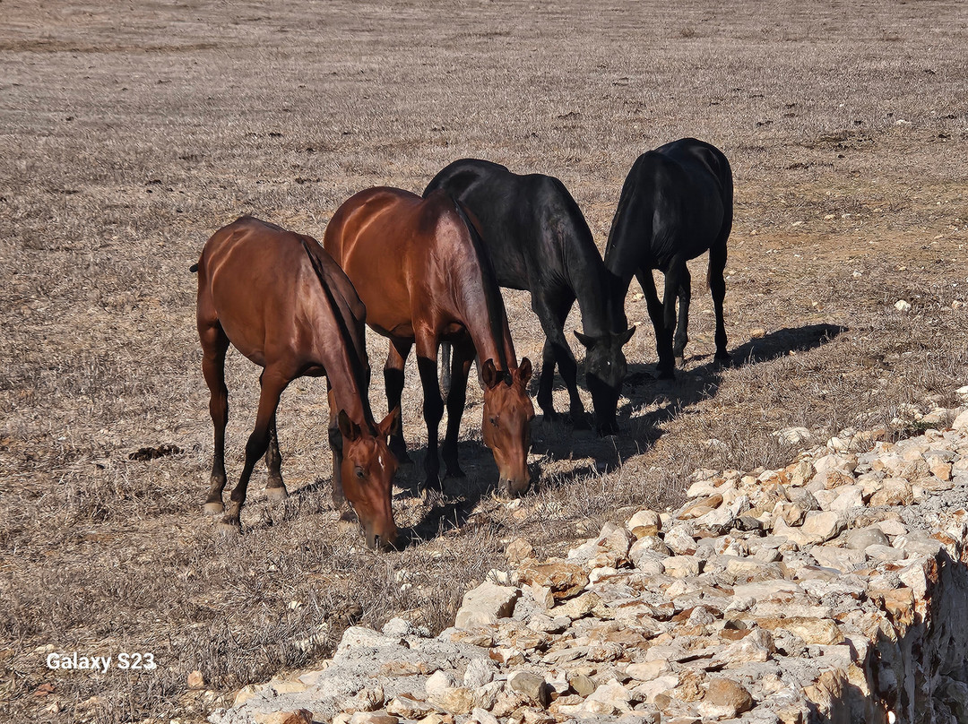 Camí de Cavalls-Maó必去景点