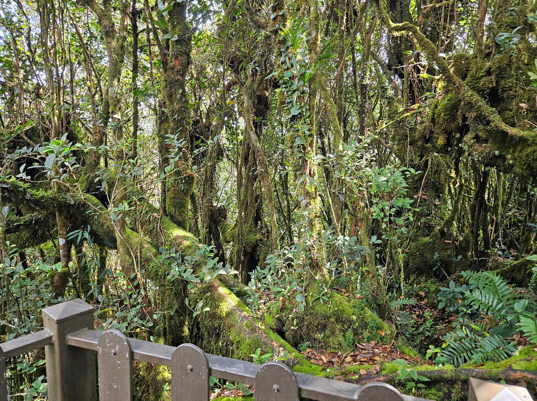 Mossy Forest Eco Park-碧兰璋必去景点
