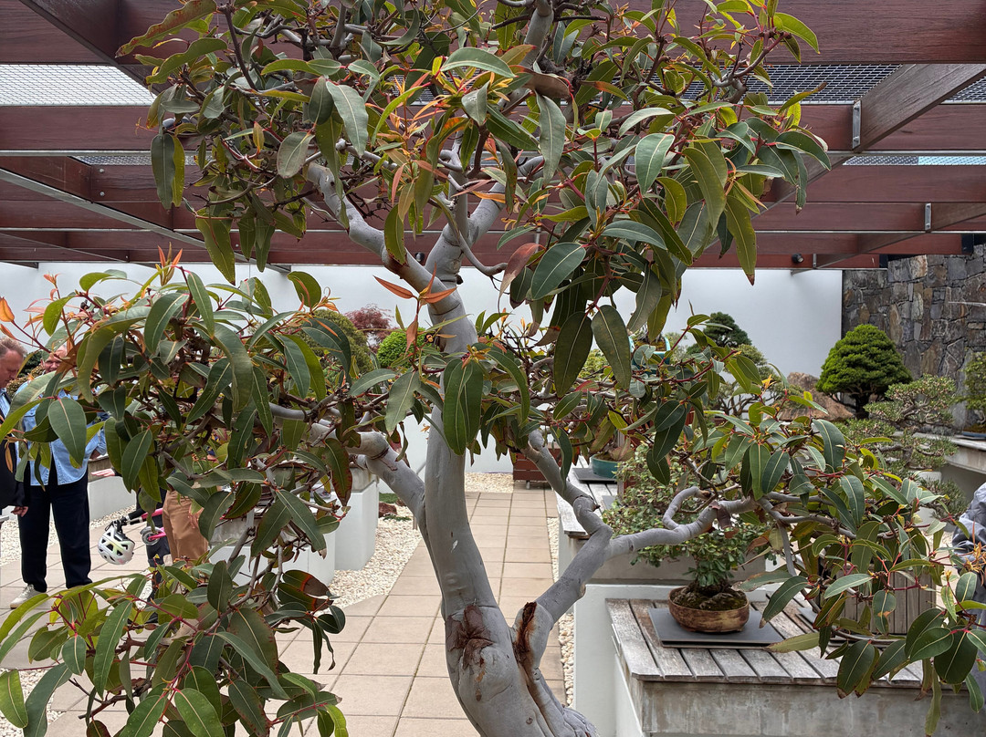 National Bonsai & Penjing Collection-Molonglo Valley必去景点