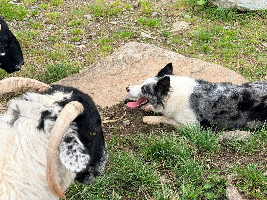 Kissane Sheep Farm-凯里郡必去景点