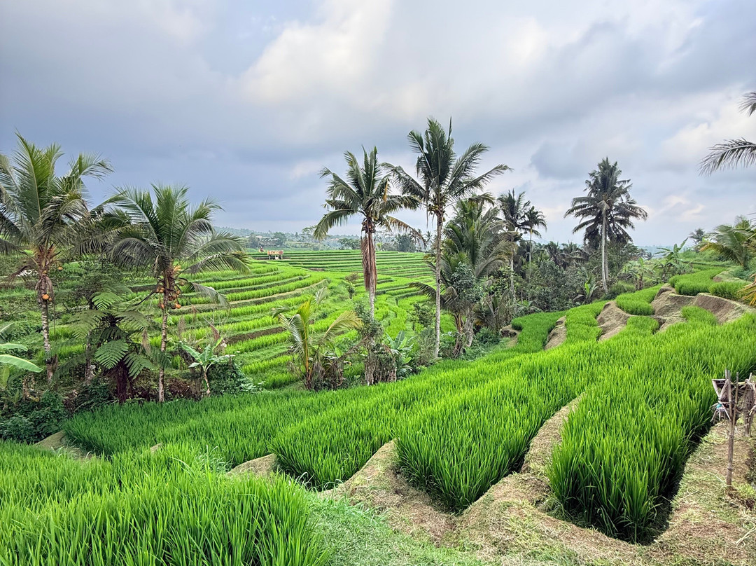 Best Ubud Driver-乌布必去景点