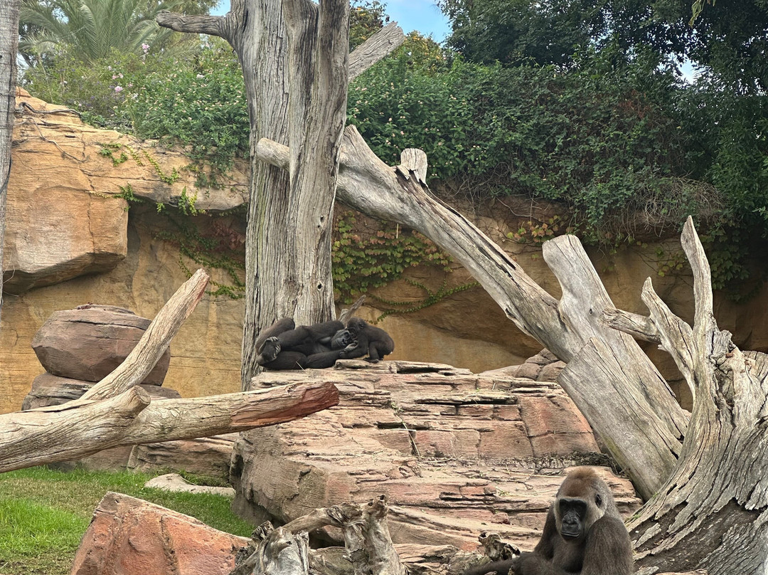 Bioparc Fuengirola-福恩吉罗拉必去景点