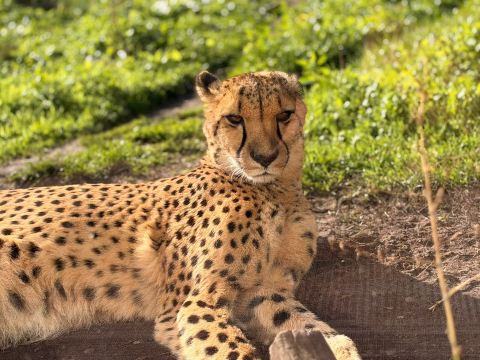 Safari Lodges At West Midlands Safari Park-酒店景观