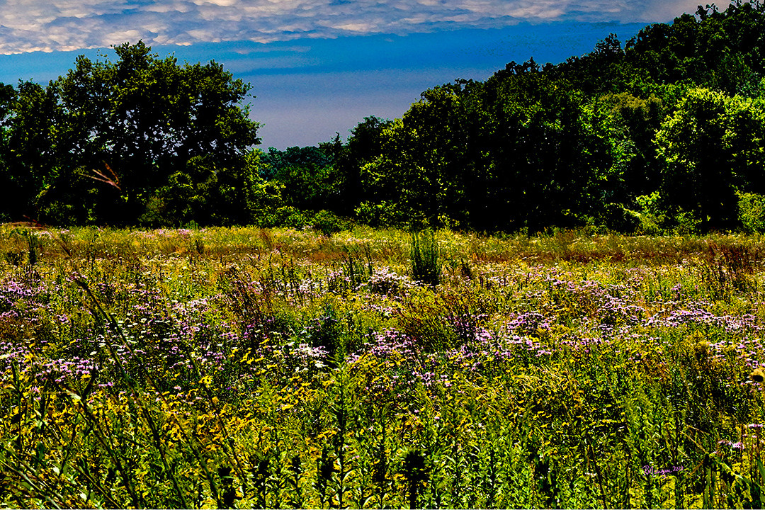 Spring Grove旅游攻略图片