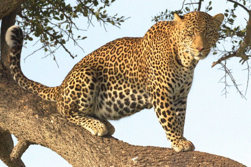 Topcats Safaris Ltd-内罗毕必去景点