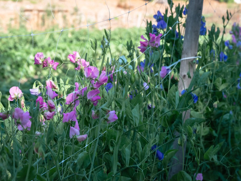 The Garden School-Beverly必去景点