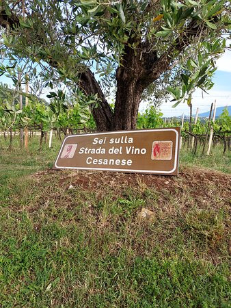 Azienda Vitivinicola Pileum-Piglio必去景点