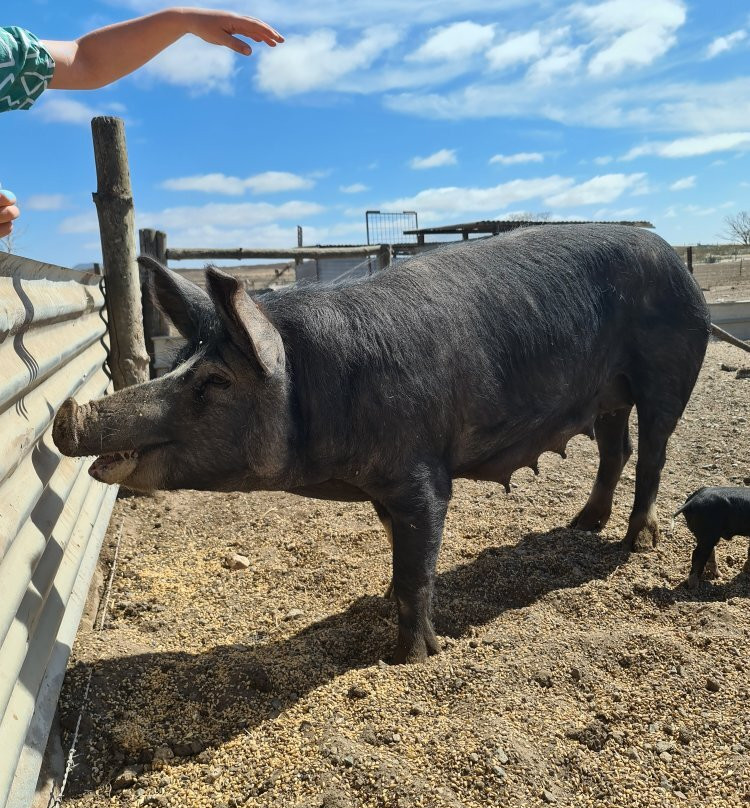 Minniribbie Farm-Wangary必去景点
