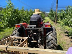 Cedar Creek Orchard-Picton必去景点