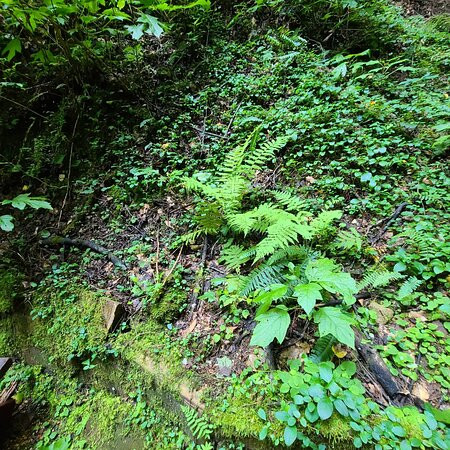 Natural Bridge Park景点图片