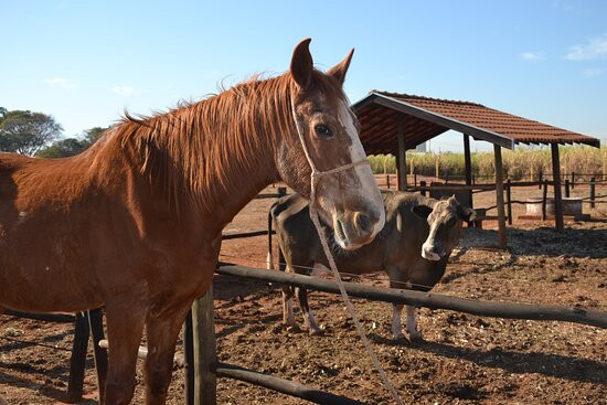 Barretos Country Park & Resort主图