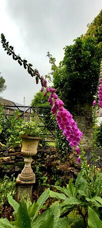 Llwyngarreg Garden景点图片