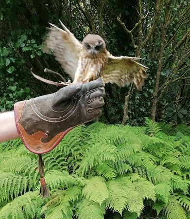 The Welsh Owl Garden景点图片