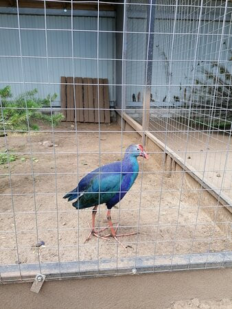 Eco Park Zoograd景点图片