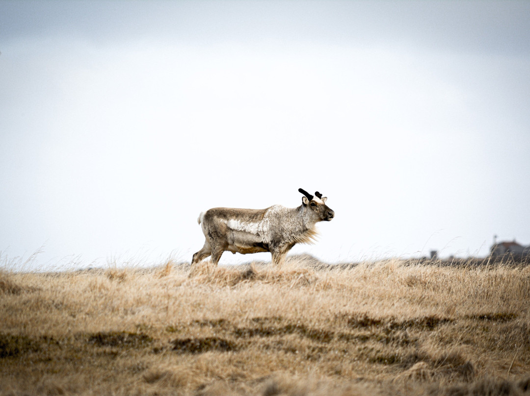 North East Travel-Bakkafjordur必去景点