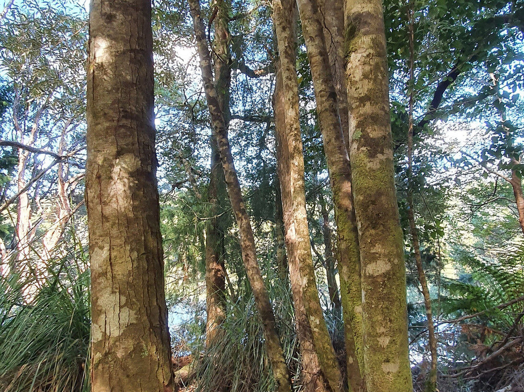 Huon Pine Walk-Corinna必去景点