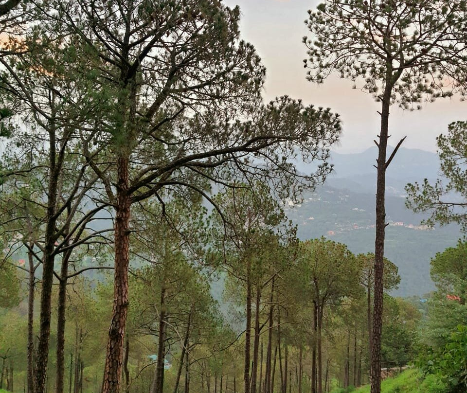 Kasauli Rocks B&B主图