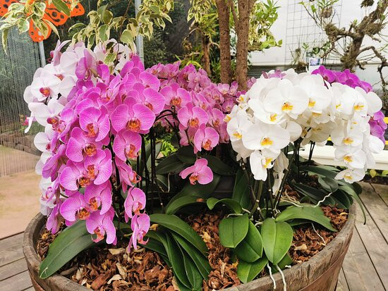 Raffeiner Orchideenwelt景点图片