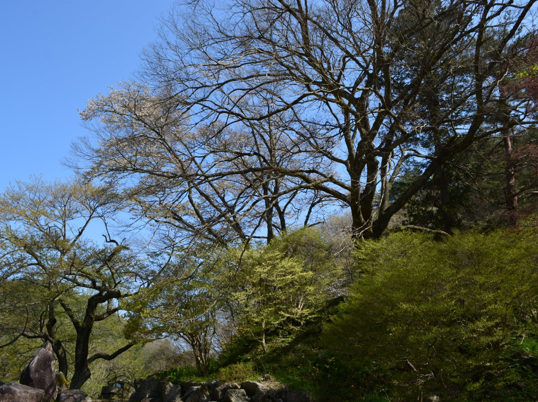 Sakuramoto Park景点图片