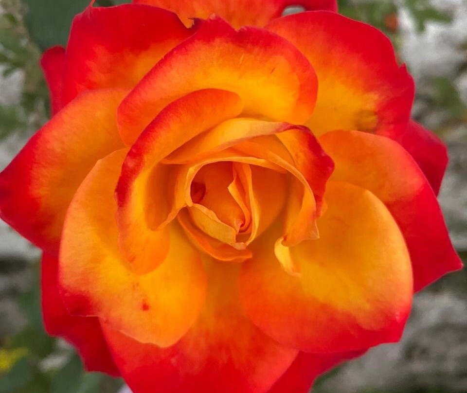 黑天兰花度假村主图