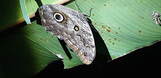 Kinkajou Night Walk Tour-圣埃伦娜必去景点