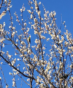 Soga Bessho Bairin景点门票图片