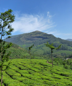 Anamudi Peak景点门票图片