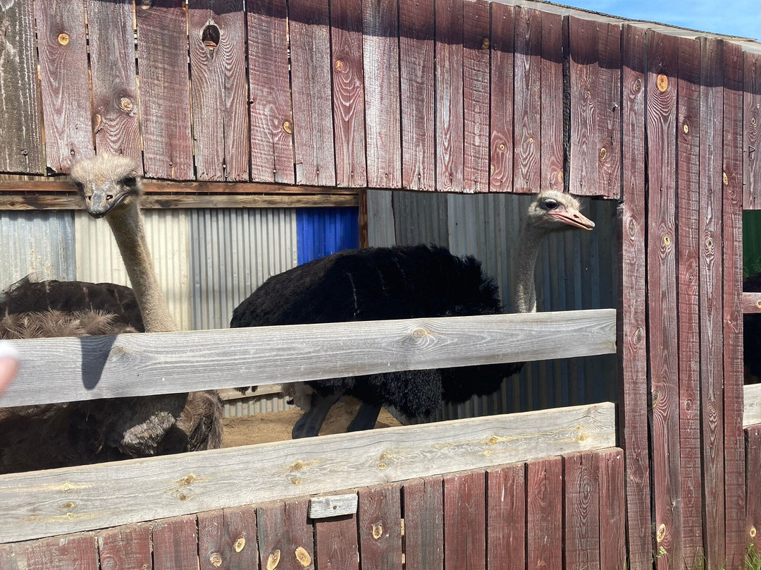 Ostrich Farm Makaryevsky Ostrich景点图片