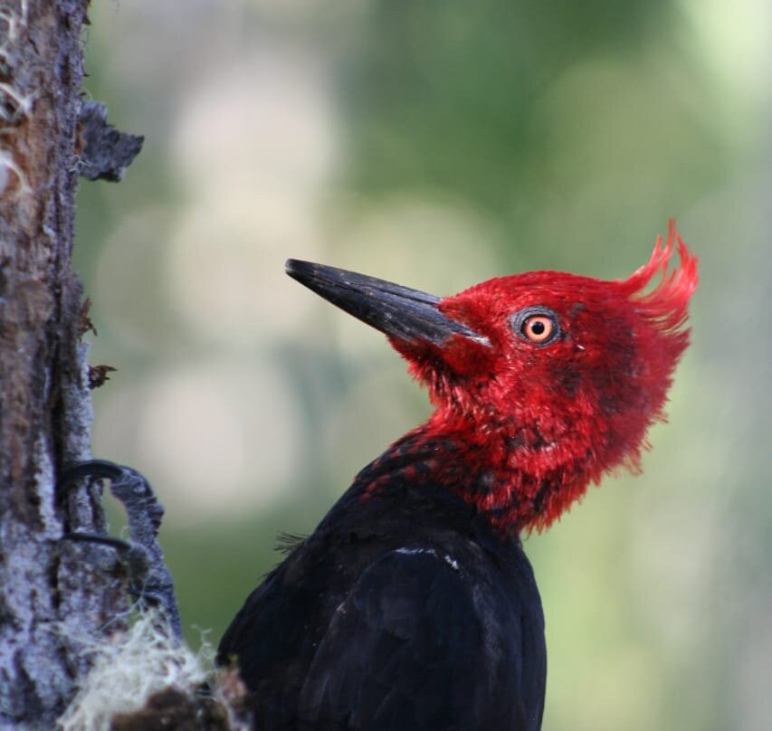 Ecoparque Shangri-La-Pinto必去景点