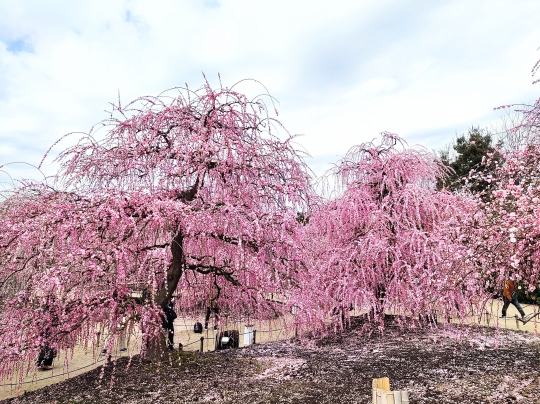 Suzuka Forest Garden-铃鹿市必去景点