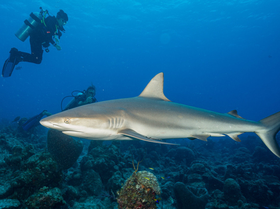 Flamingo Divers-普罗维登西亚莱斯必去景点