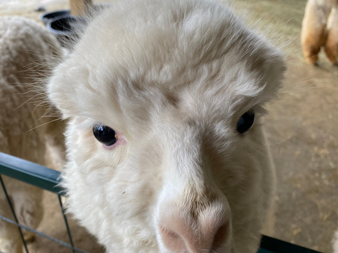 Alpacas at Marquam Hill Ranch-Molalla必去景点