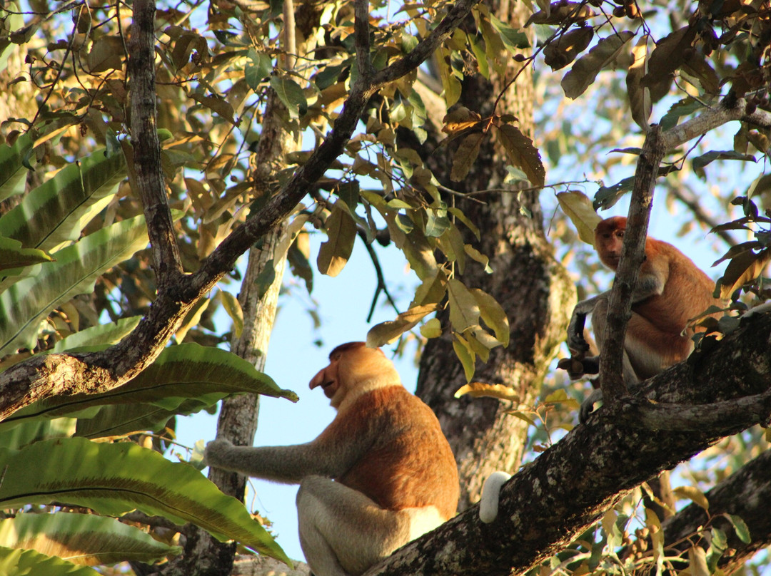 Klias River Cruise with Proboscis Monkey-哥打克里亚斯必去景点
