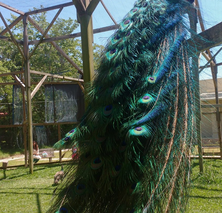 Sri Meenakshi Temple Society-皮尔兰必去景点