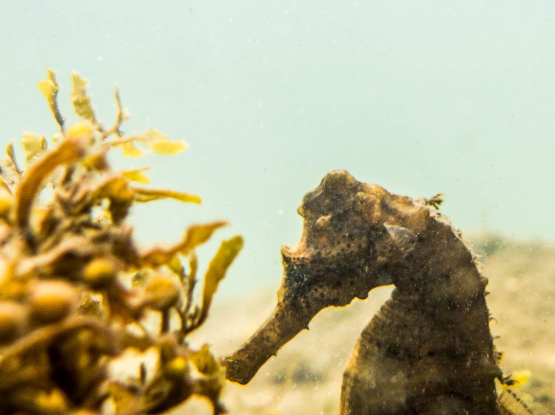 Praia Ponta Azeda-伊利亚贝拉必去景点
