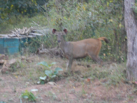 Panna Tiger Reserve-Madla必去景点