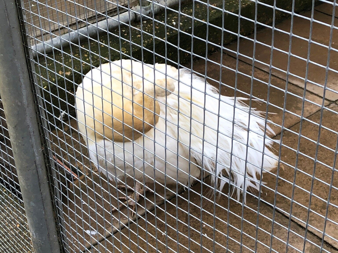 Abington Park景点图片
