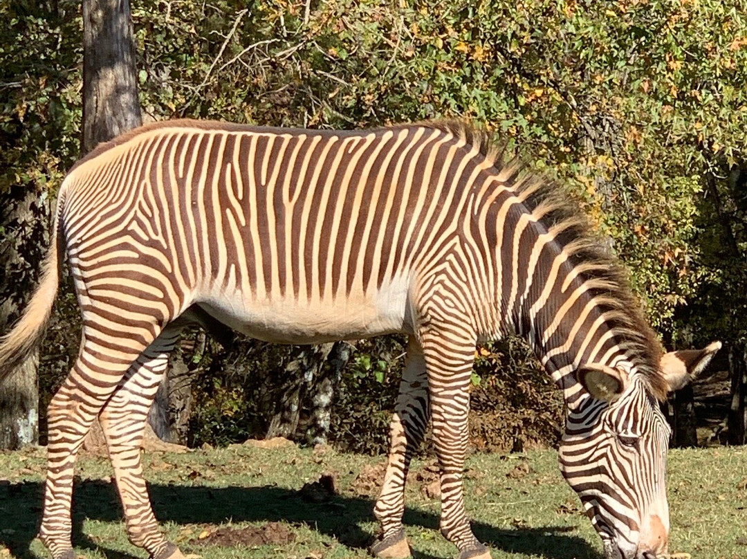 The Lazy 5 Ranch-穆尔斯维尔必去景点