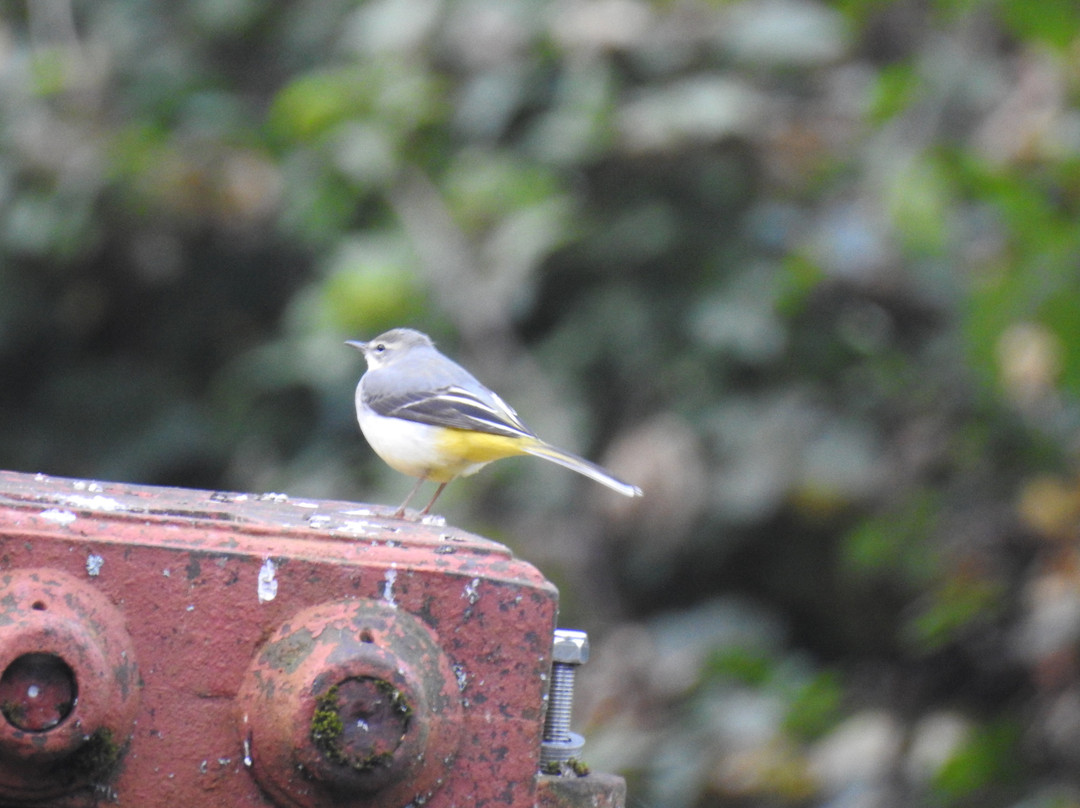 Egypt Mill Hotel & Restaurant主图