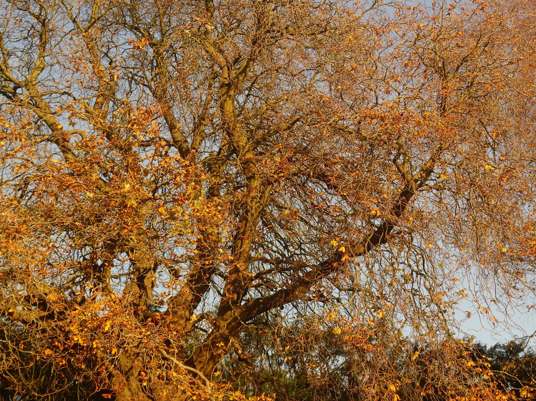 Belle Vue Park景点图片