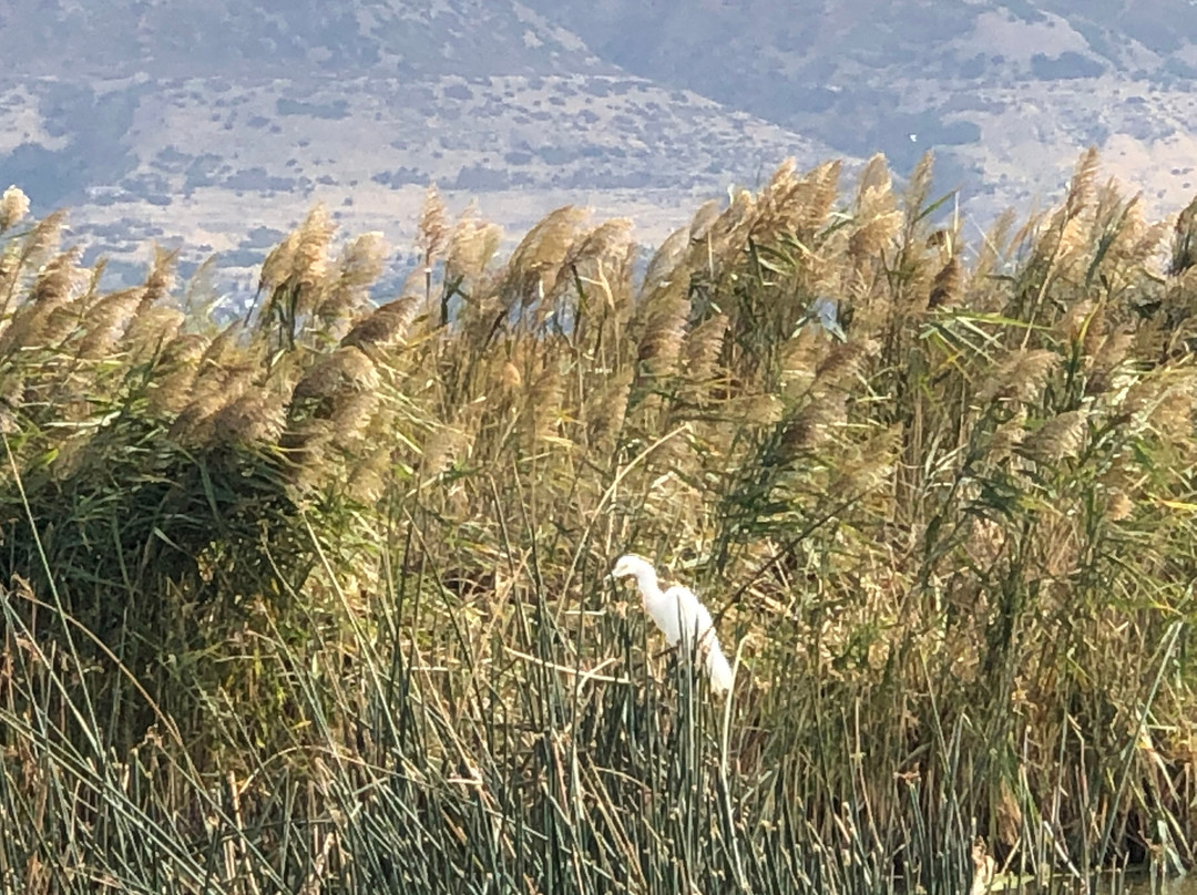 Farmington Bay Waterfowl Management Area景点图片