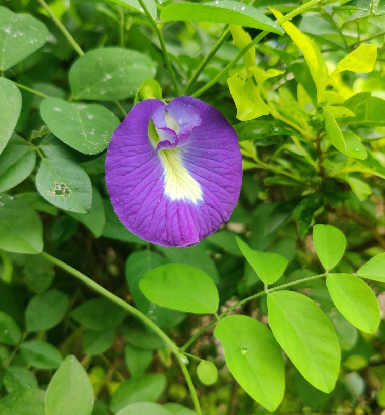 Aajol - The Village Homestay主图