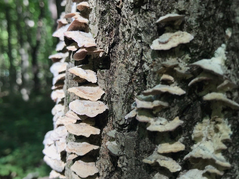 Spitler Woods State Natural Area-Mount Zion必去景点